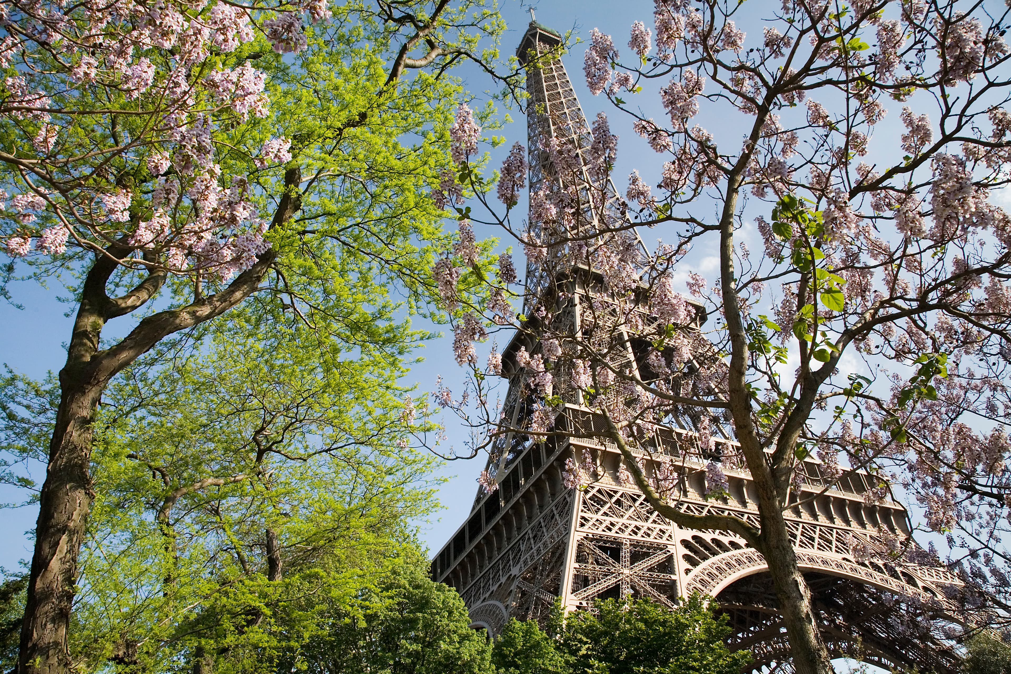 The Eiffel Tower surrounded by spring foliage in Paris.