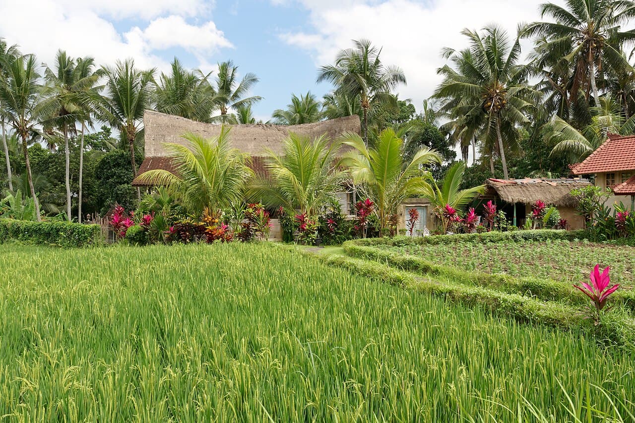 Rice fields and houses in Ubud, photographed in 2022.