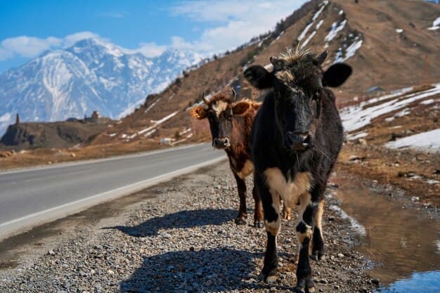 Buffalo Traffic Jam: what to know for their Bonnaroo