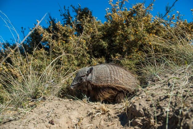 Gopher Tortoise Undergoes Advanced Health Examination at