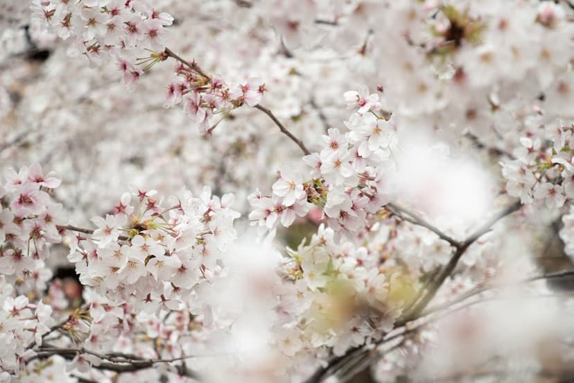Experience Japan's Cherry Blossoms with a New Cruise for