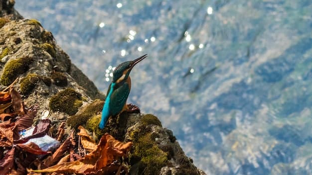 Delving into the Depths of Kingfisher: A Commentary on