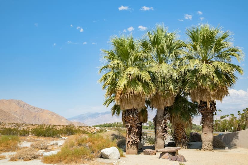 Palm Desert Charter Bus & Minibus Rentals | Group Transportation Solutions