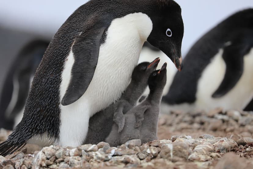 The Remarkable Evolution of Penguin, Tasmania: 150 Years of