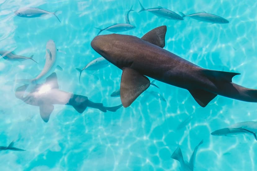 Shark Attack in the Bahamas: A Cautionary Tale for Travelers