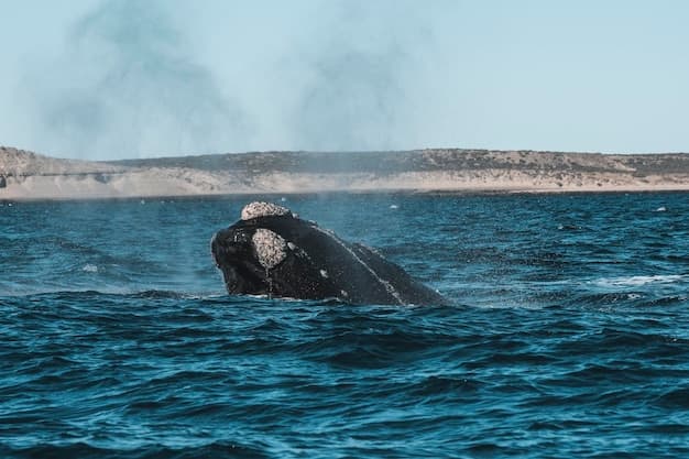 Whale y Hermanus Tour - Best Whale Watching Experience in Hermanus