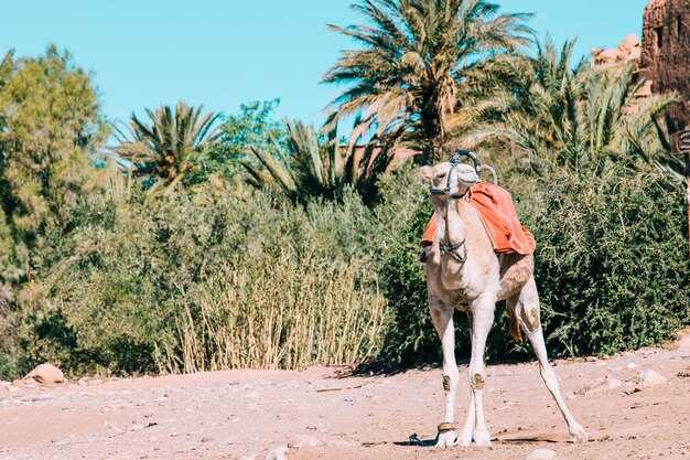 12-Day Morocco Tour: The Ultimate Marrakech, Fez & Sahara Itinerary