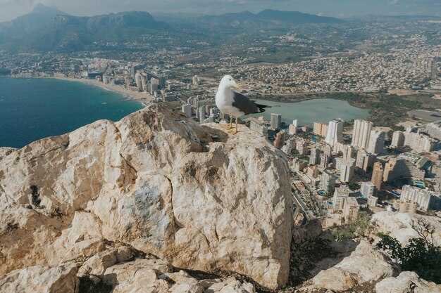 Amman Dossier – Welcome to the White City of Jordan — A Complete Guide
