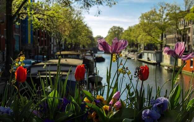 Must-Do Local Experiences: Windmills, Markets, Farms, and Polders