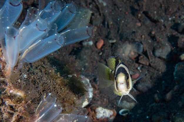 Marine Conservation – Protect Oceans and Marine Biodiversity