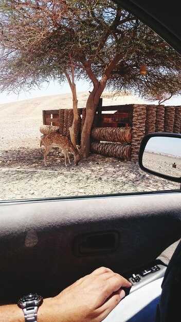 Petra to Aqaba Taxi Services – Your Ultimate Guide to History and the Sea