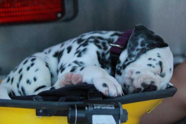 Sacramento’s Premier Pet Transport Service – Safe & Reliable Pet Travel