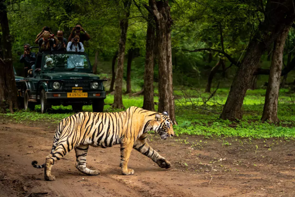 Similipal National Park in Odisha Temporarily Closed for Safety Due to Severe Weather