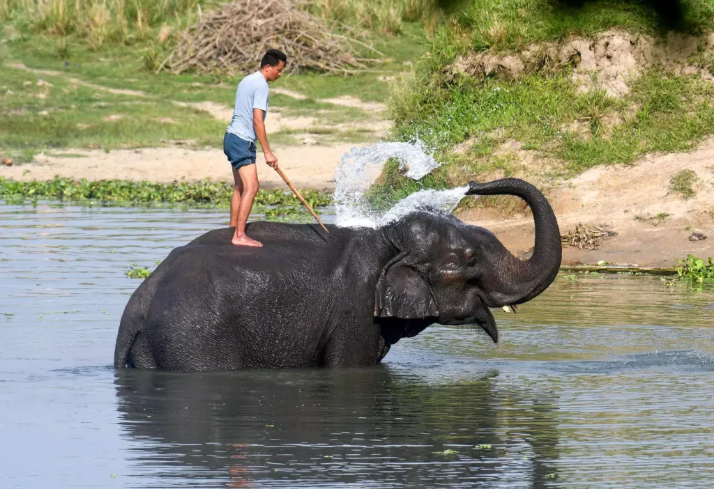 Revenue Surge at Pobitora Wildlife Sanctuary Amid Increased Tourist Visits