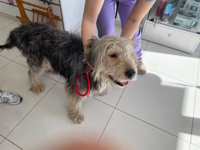 Understanding Animal Shelters and Community Support in Turkey