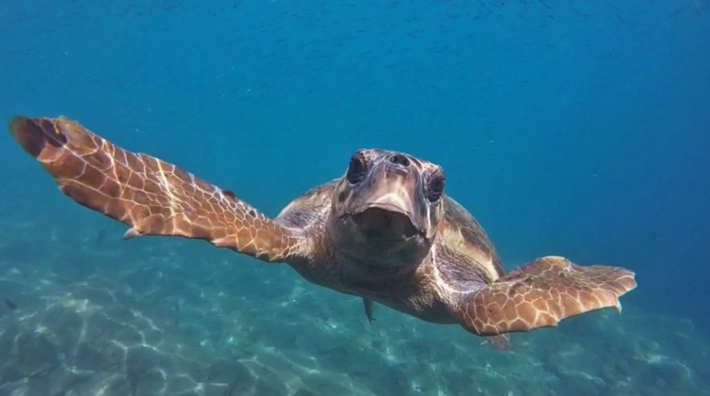 Taking Action for Sea Turtles: Celebrating World Turtle Day