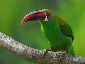 Colombia’s Tourism Milestone: A Birdwatching Paradise and Global Leader