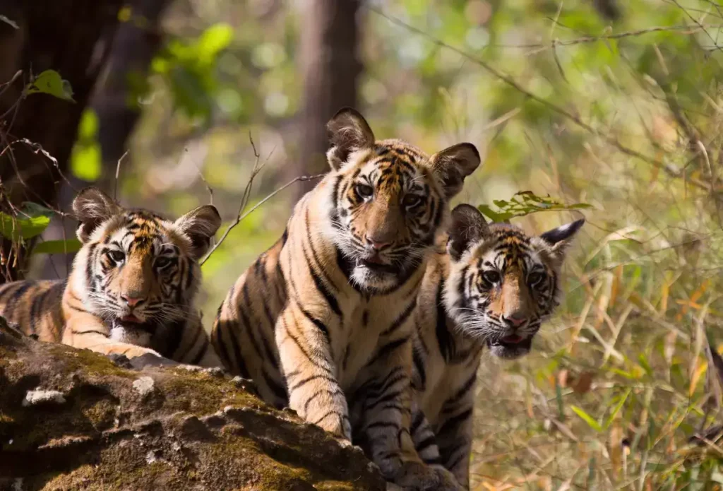 Sundarbans Tiger Reserve to Remain Closed to Tourists Until August 2025