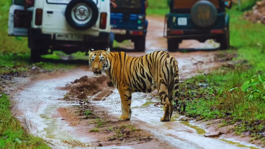 Revolutionizing Wilderness Tourism: Unique Experiences Await in Tadoba