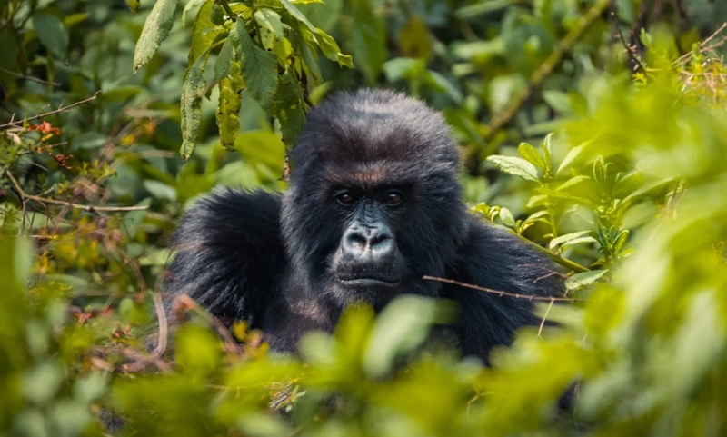 Rwanda’s Tourism Sector Records Unprecedented Growth in 2024
