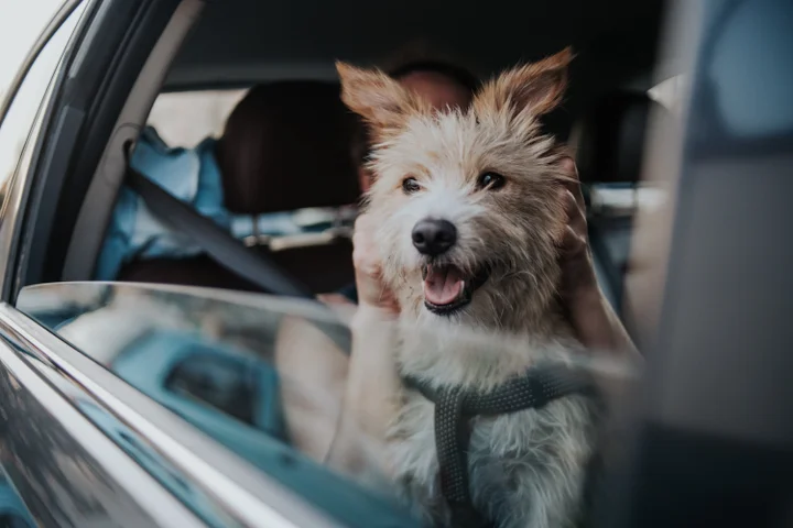Essential Considerations for Traveling with Your Dog