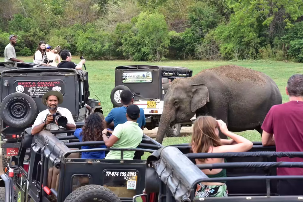 The Upcoming Return of The Gathering of Giants: A Showcase for Elephant Enthusiasts