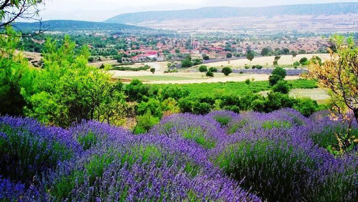 Discovering Kuyucak: Turkey’s Enchanting Lavender Haven