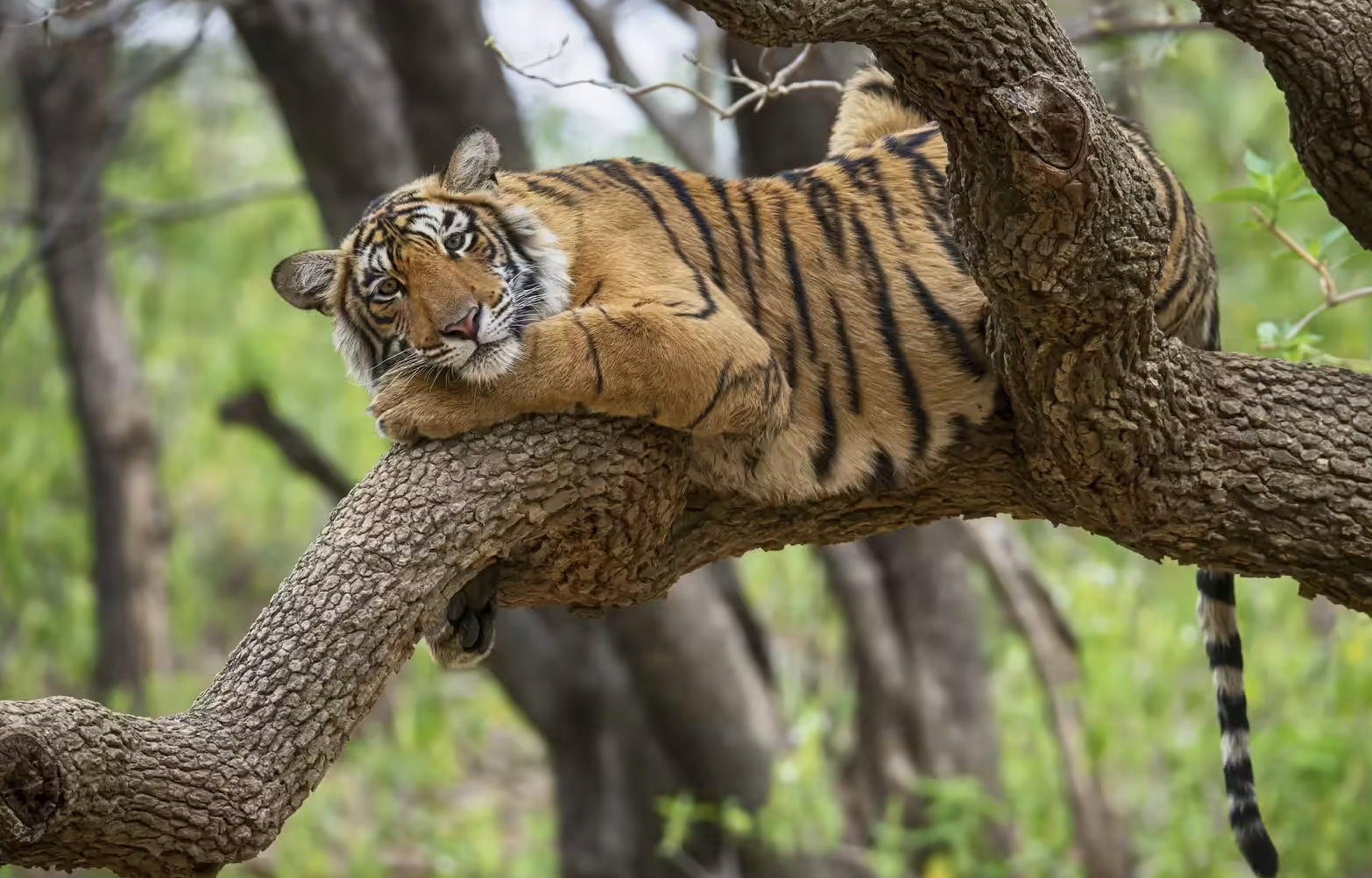 Haryana’s Jungle Safari Project: Transforming Tourism and Conservation