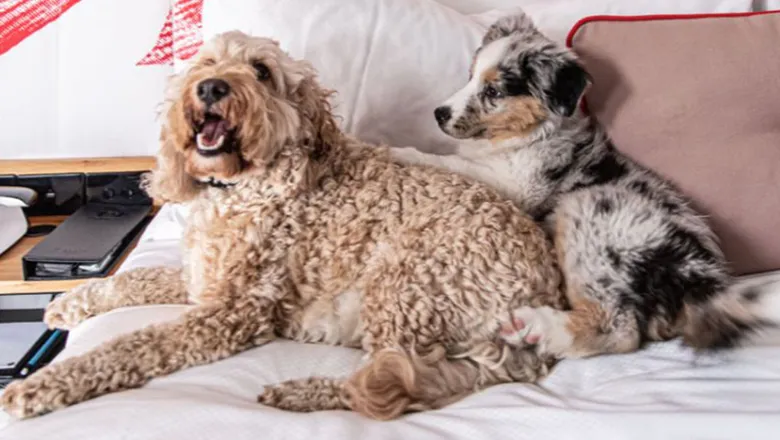 Ovolo Hotels Introduces a Unique Luxury Stay for Dogs with Premium Partnerships