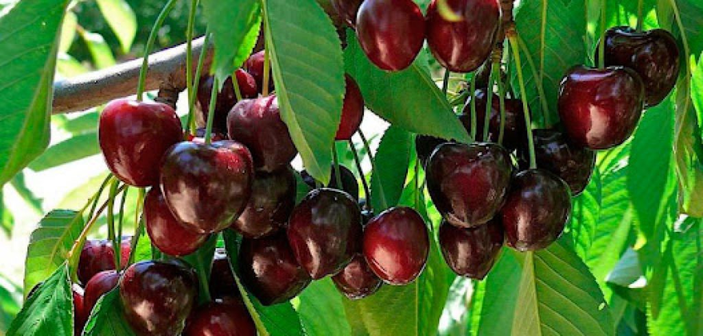 Turkey’s Hidden Cherry Treasure: A Sweet Travel Delight