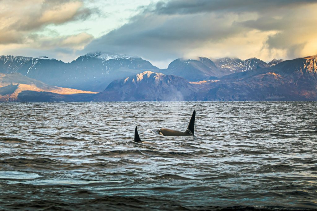 Discover Exciting Wildlife and Nordic Culture in Norway with “Auroras & Orcas”