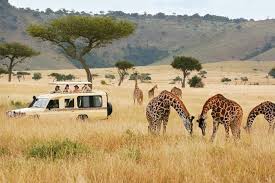 The Transformation of Luxury African Safaris: Experiences and Insights