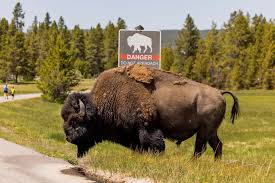 Tourist Encounters with Wild Bison: A Cautionary Tale
