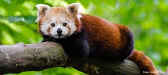Pugdundee Safaris Launches Eco-Friendly Homestay Red Panda Outpost Near Singalila National Park