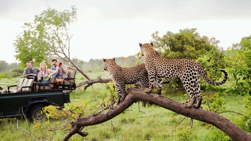 Explorează Sezonul de vârf pentru vizionarea faunei sălbatice în Parcul Național Kruger