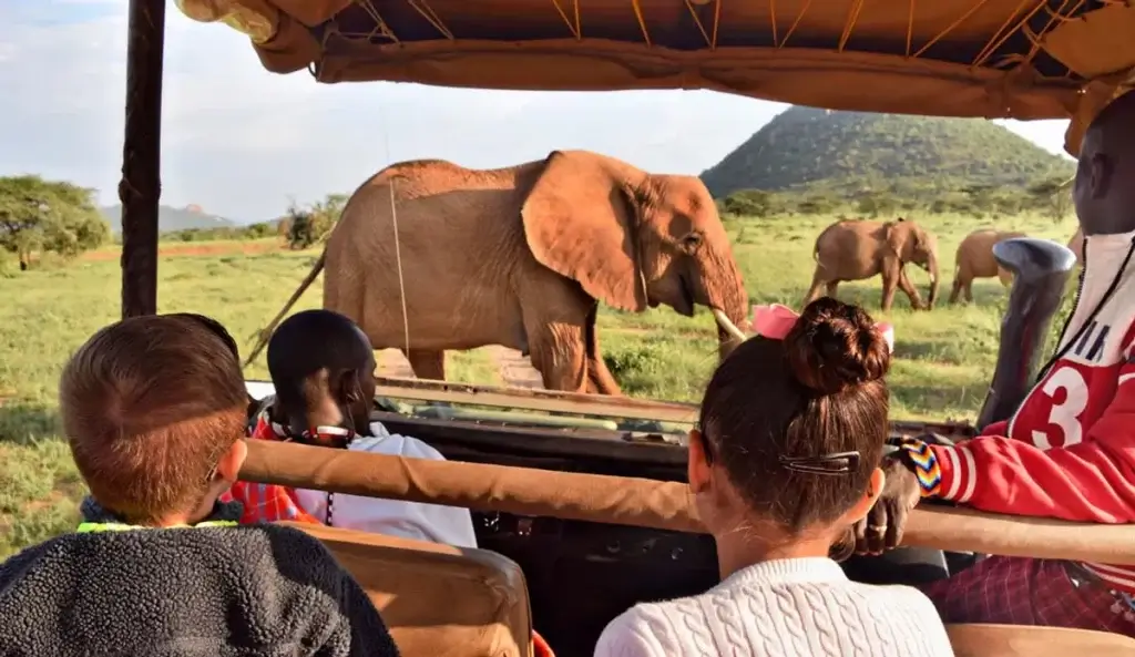 Luxury Safari Demand Soars: The Impact of Africa Showcase Australia 2025
