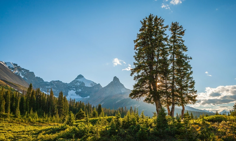 Dynamic Shifts in International Travel Patterns Impacting Canadian Tourism in 2025