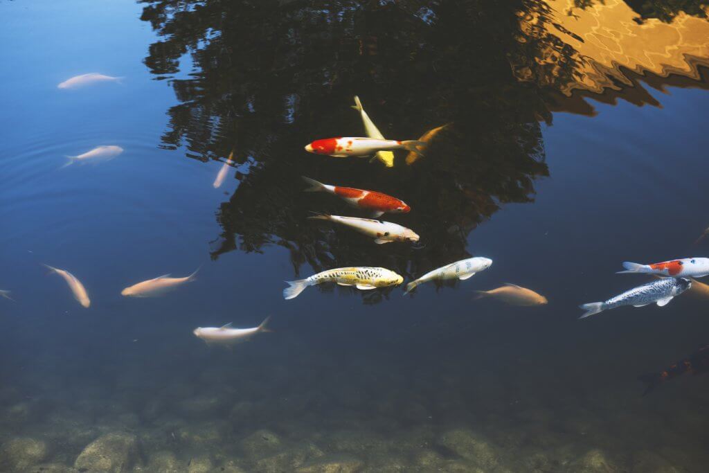 Discover the Ancient Charms of Şanlıurfa and the Legendary Pool of Sacred Fish
