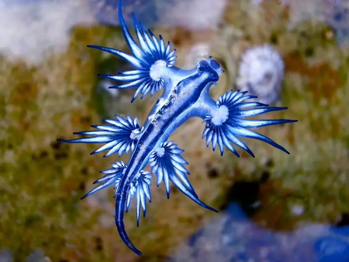 Newly Closed Costa Blanca Beaches Warn Visitors of Venomous Blue Dragon Sea Slugs