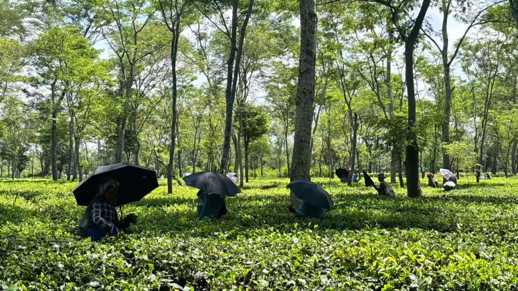Assam’s New Tea Tourism Initiative Aims to Revitalize Heritage and Create Opportunities
