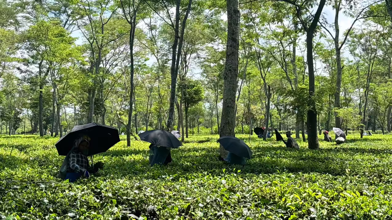 Assam’s New Tea Tourism Initiative Aims to Revitalize Heritage and Create Opportunities
