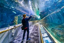Explore Fun Things to Do in San Francisco with Kids