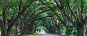 The Ultimate Guide to Things to Do in Aiken SC