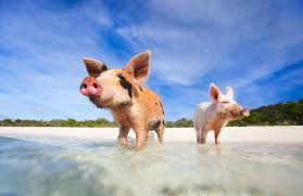 Amazing Things to Do in the Bahamas