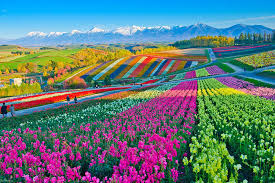 Uncover the Top Things to Do in Hokkaido
