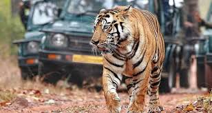 Jharkhand to Introduce Its Maiden Tiger Safari Near Betla National Park, Elevating Wildlife Tourism