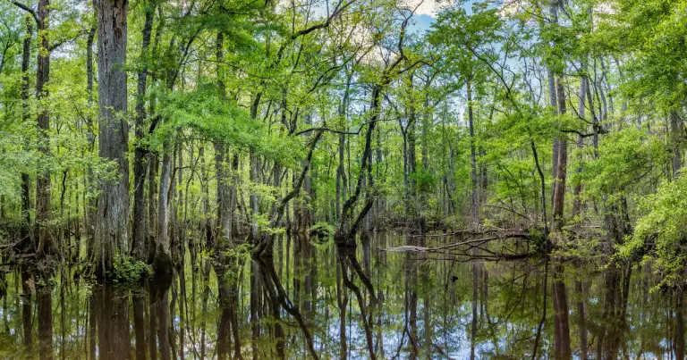 Five Secret South Carolina Destinations That Locals Protect from the Tourist Crowd