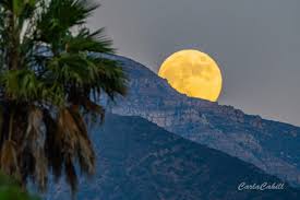 A Closer Look at Notable Ojai Events from Docent Training to Festive Celebrations