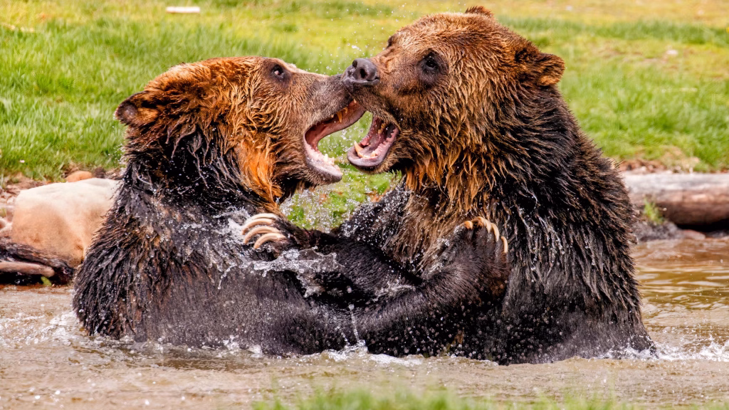The Economic Impact of Grizzly Bear Sightings in Yellowstone National Park and Beyond