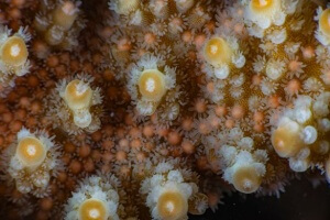 The Great Barrier Reef’s Coral Spawning: A Stunning Display of Marine Life Renewal